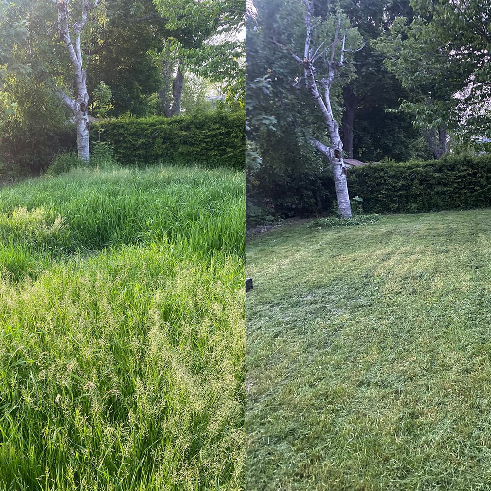 Tall grass before and after a full cut